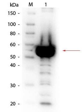 Alpha Amylase antibody (Biotin)