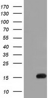Alpha B Crystallin Antibody