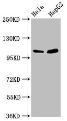 Alpha E-catenin antibody