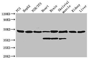 Alpha-enolase antibody (HRP)