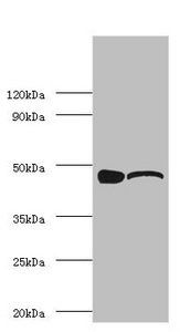 Alpha-enolase antibody