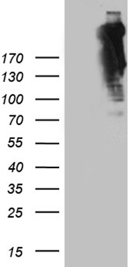 Alpha Fodrin (SPTAN1) antibody
