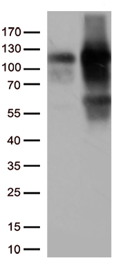 Alpha Fodrin (SPTAN1) antibody