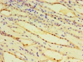 IDUA Antibody