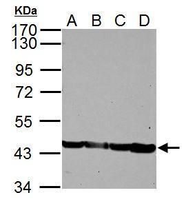 alpha Skeletal Muscle Actin Rabbit Polyclonal Antibody