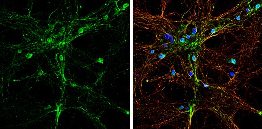 alpha SNAP antibody [N2C3]