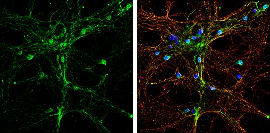 Alpha SNAP antibody