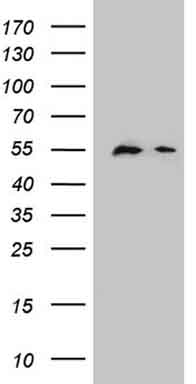 alpha Synuclein (SNCA) antibody