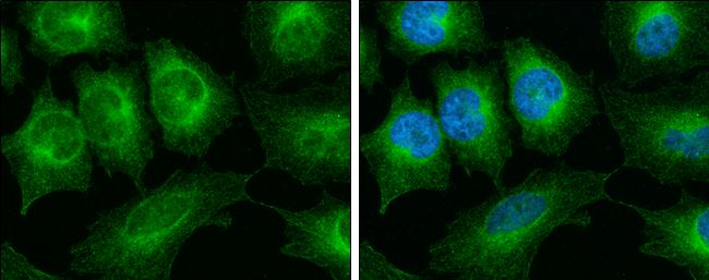 alpha Tubulin antibody