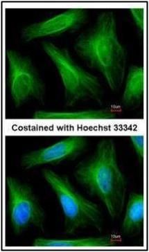 alpha Tubulin 1A antibody