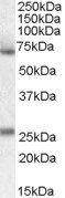 SERPINF2 antibody