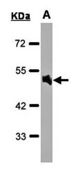 AlphaA adrenergic receptor antibody