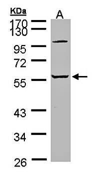 alpha 2 Glycine Receptor antibody