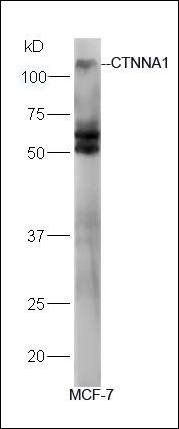 Alpha E-catenin antibody
