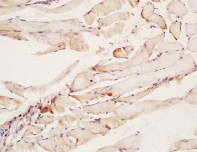 CNTF Receptor alpha Rabbit Polyclonal Antibody