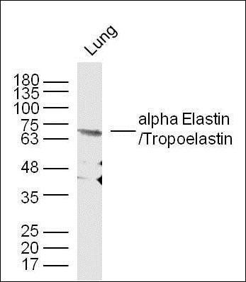 alpha Elastin antibody