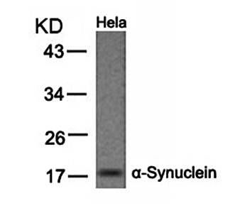 α-Synuclein (Ab33) Antibody