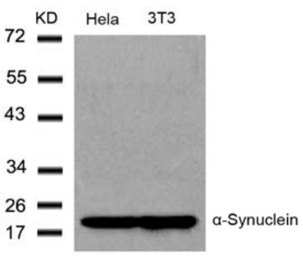 α-Synuclein (Ab36) Antibody