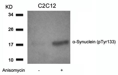 α-Synuclein (Phospho-Tyr133) Antibody