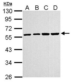 alpha Tubulin 4a antibody