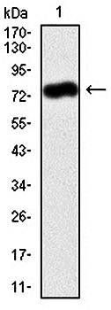 ALPL Antibody