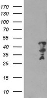 ALS2CR1 (NIF3L1) antibody