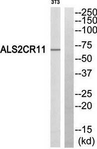 ALS2CR11 antibody