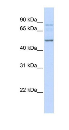 ALS2CR12 antibody