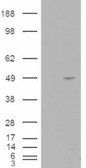 Goat anti-ALS2CR2 / ILPIP Antibody