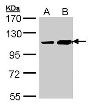 ALS2CR3 antibody