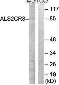 ALS2CR8 antibody