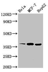ALX1 Antibody