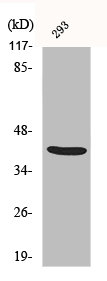 ALX3 antibody