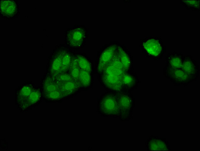 ALX3 Antibody
