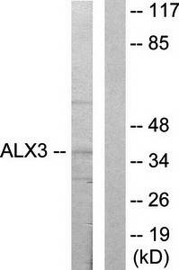 ALX3 antibody