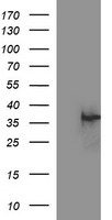 ALX4 Antibody