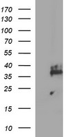 ALX4 Antibody