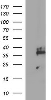 ALX4 antibody