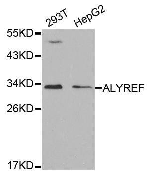 ALYREF antibody