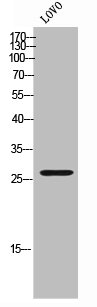 ALYREF Antibody