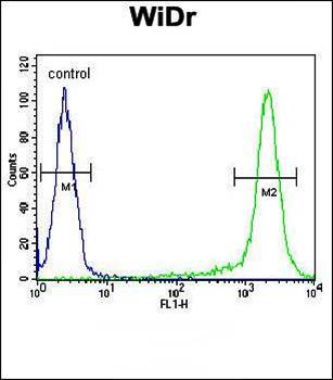 AMAC1L2 antibody