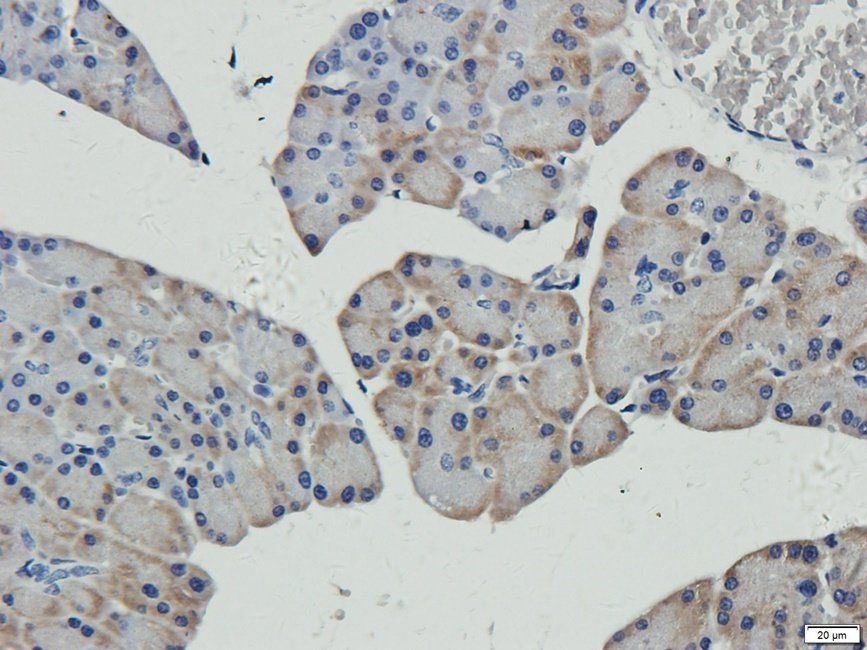 AMBP Rabbit Polyclonal Antibody