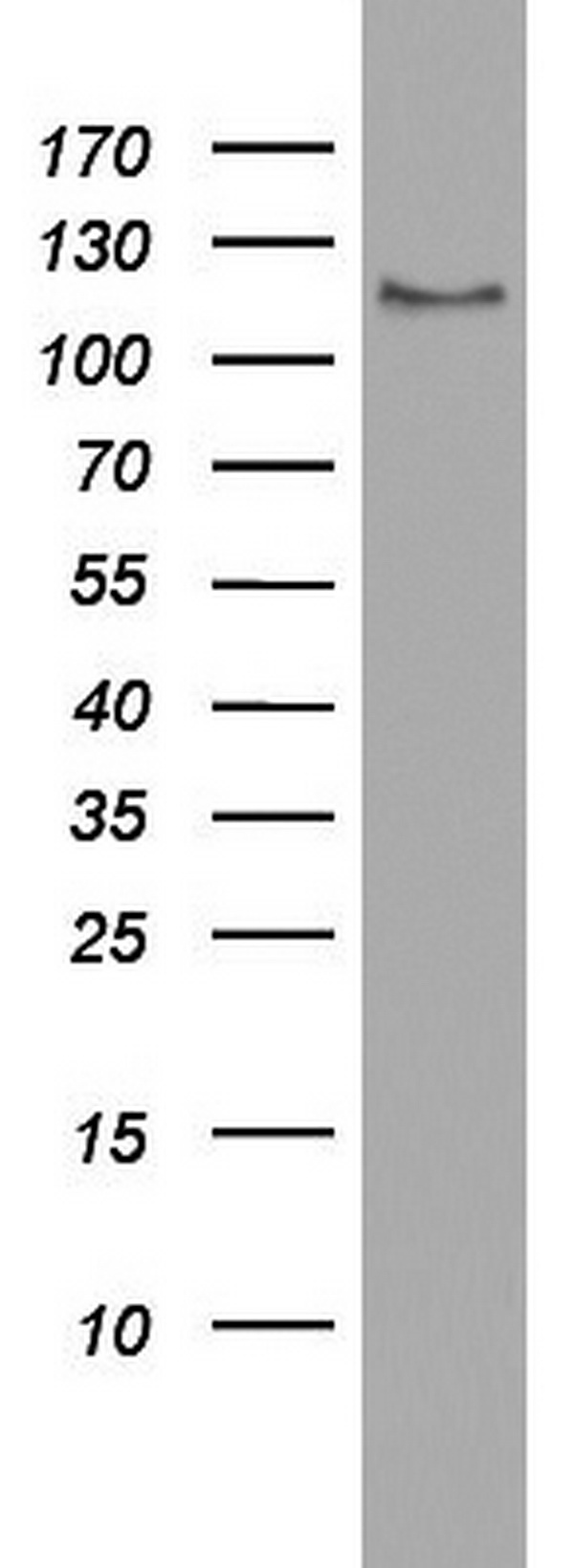 AMBRA1 antibody