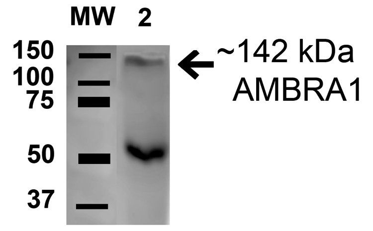 AMBRA1 Antibody