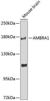 AMBRA1 antibody