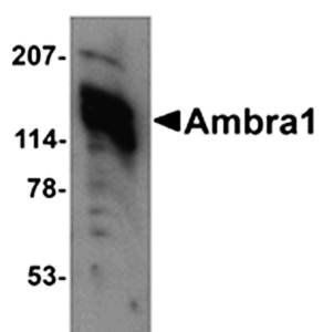 Ambra1 Antibody