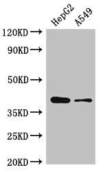 AMD1 Antibody