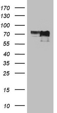Amelotin Antibody
