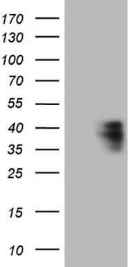 Amelotin Antibody