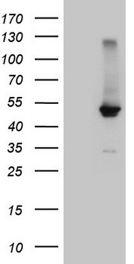 Amelotin Antibody